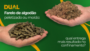Farelo de algodão peletizado ao lado do farelo de algodão farelado para confinamento bovino