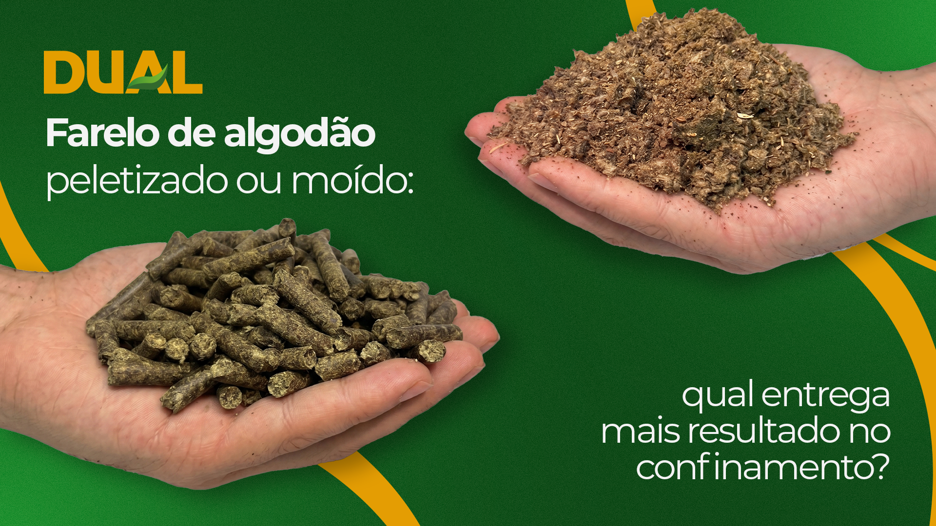 Farelo de algodão peletizado ao lado do farelo de algodão farelado para confinamento bovino