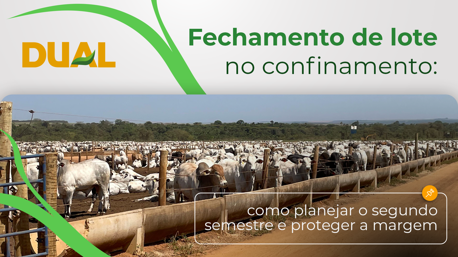 Lote de bovinos no cocho durante o fechamento de lote no confinamento bovino