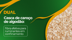 Casca de caroço de algodão usada na dieta de ruminantes em confinamento